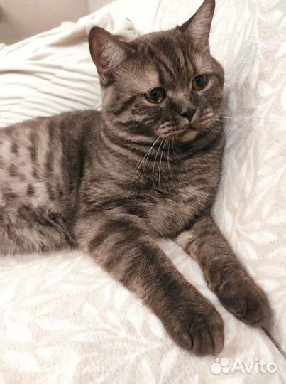 Вязка Британец кот на вязку