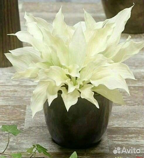 Хоста White Feather (Вайт Фезер)