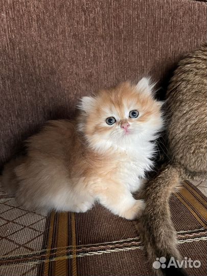 Британские золотые шиншиллы котята