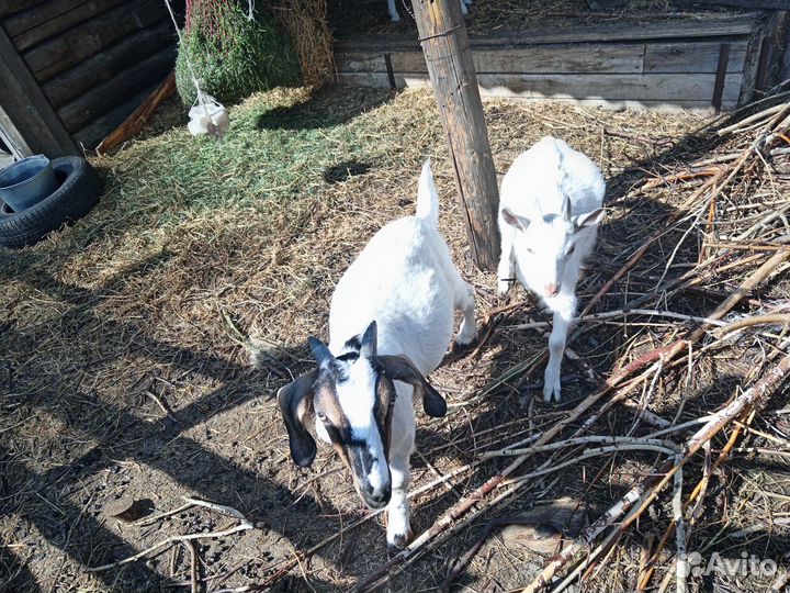 Коза дойная. Козлик.продам