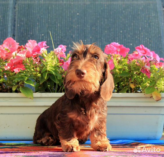 Такса кроличья