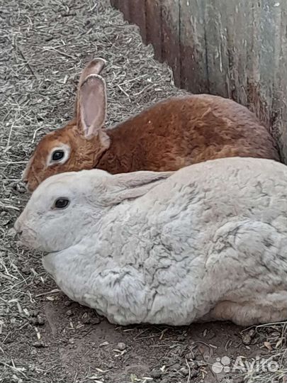 Красивые кролики Рэкс