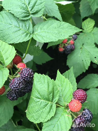 Ежевика Малина Ежемалина Тибетская Жимолость Вишня