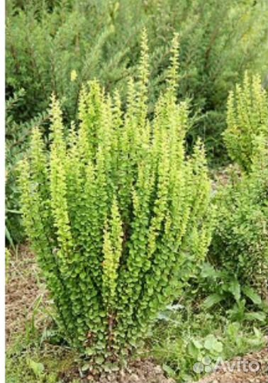 Барбарис Тунберга (сорт Erecta )