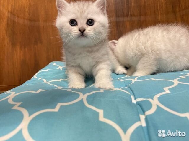 Котята серебристые шиншиллы