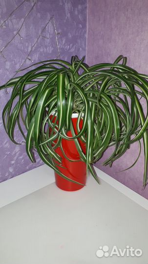 Хлорофитум хохлатый