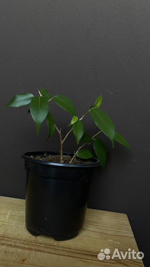 Фикус бенджамина наташа