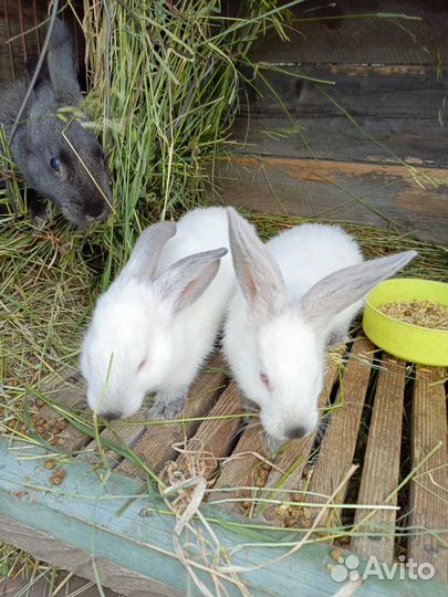 Калифорнийские кролики