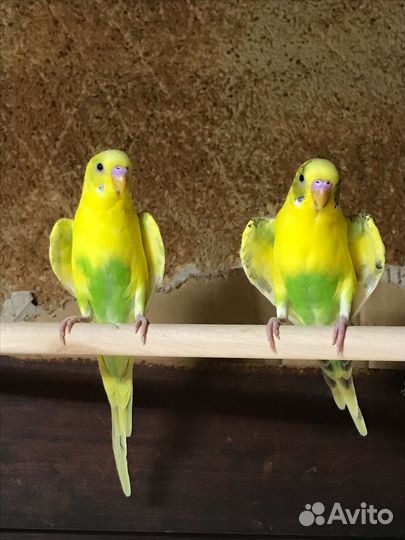 Волнистый попугай с клеткой