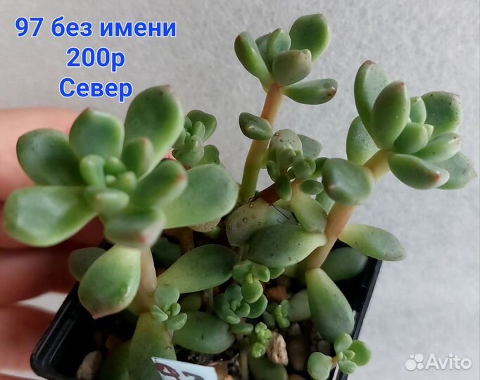 Суккуленты