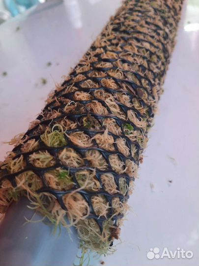 Тотем (опора) из живого мха для комнатных растений