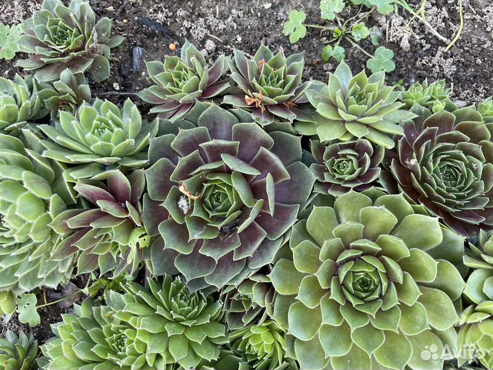 Цветы для сада