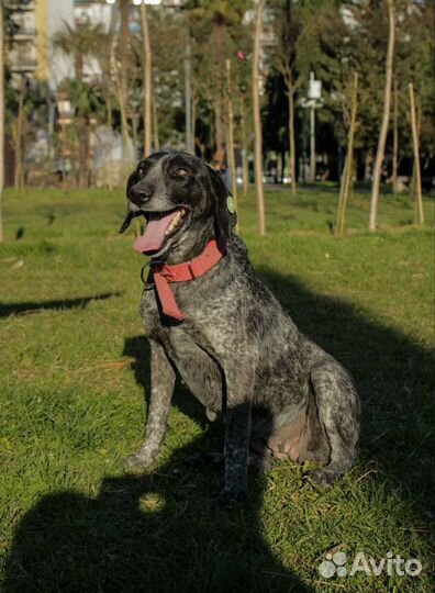 Курцхаар в добрые руки