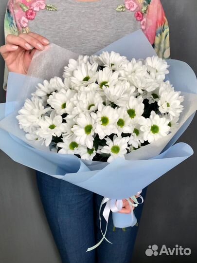 Хризантема Ромашковая