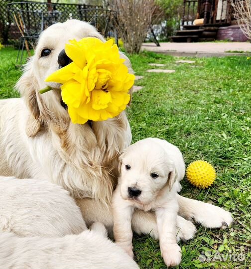 Щенки золотистого ретривера
