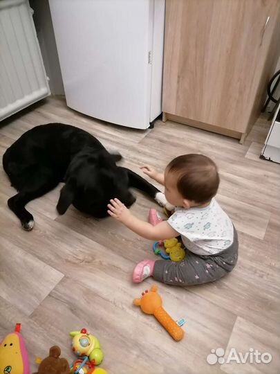 Собака в добрые руки отдам бесплатно