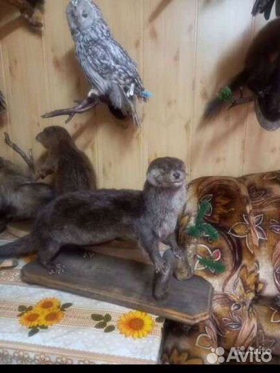 Чучела животных