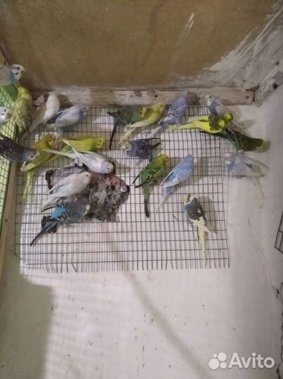 Волнистые попугаи, канарейки, кареллы