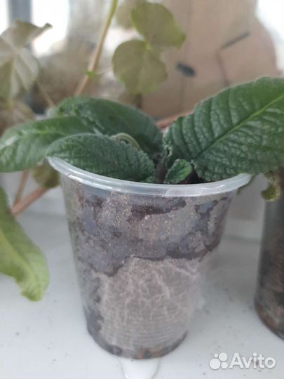 Стрептокарпусы