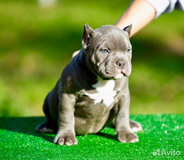 Американский булли покет
