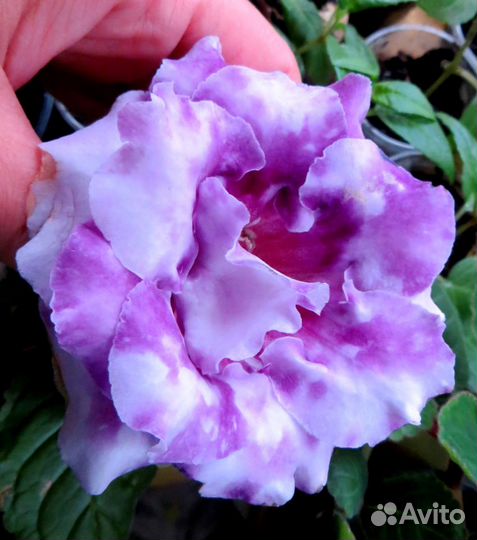 Продам домашние цветы