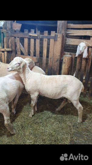 Бараны на курбан,баранина ягнятина