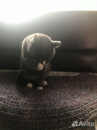 Домашние животные бесплатно кошка