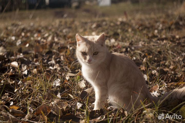 Котята мальчики и девочка