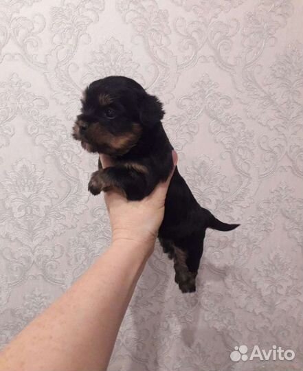 Йоркширский терьер мини беби фейс щенки