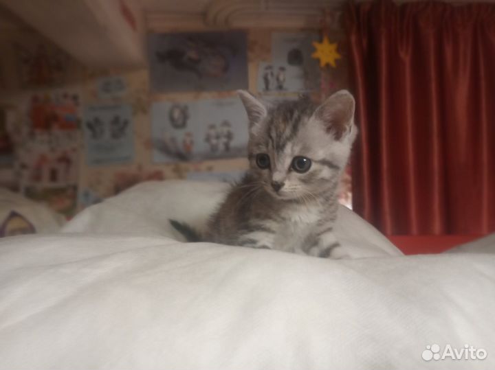 Милые котята в добрые руки