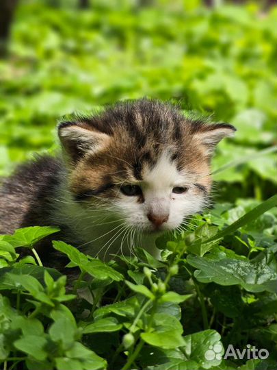 Котята бесплатно