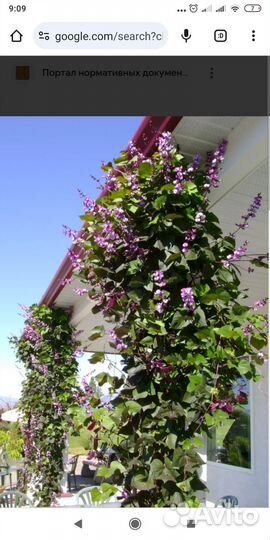 Долихос декоративная фасоль,семена