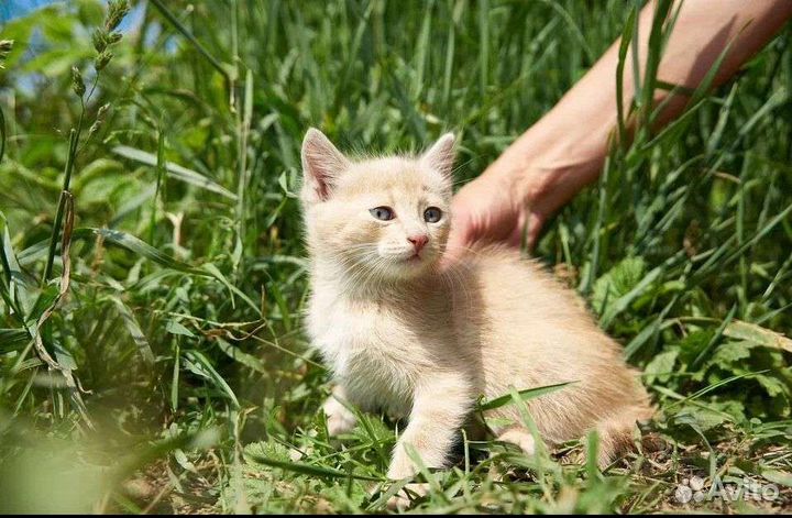 Котенок мальчик 2,5 мес