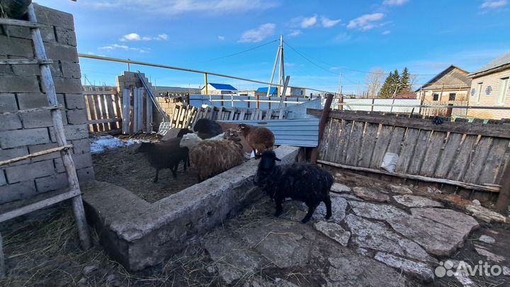 Овцы бараны ягнята