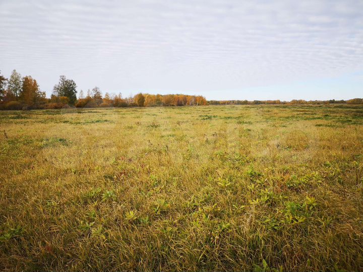 Участок 43 га (СНТ, ДНП)