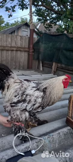 Петух брама