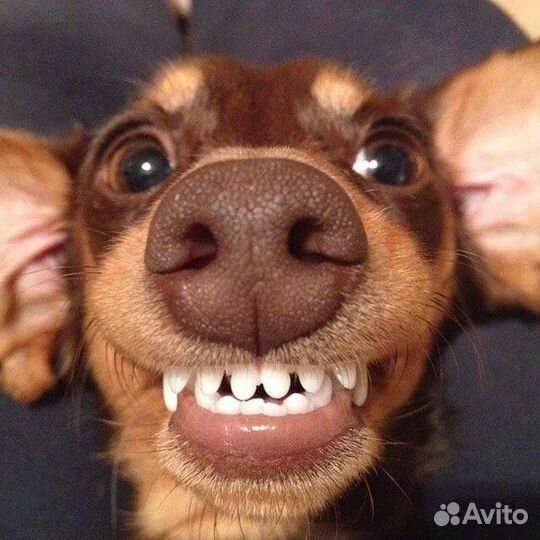 Обработка собак от блох и клещей