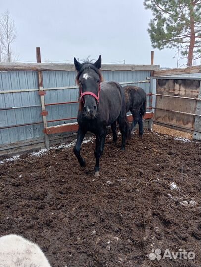 Продам кобылку