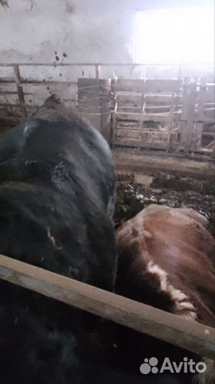 Бараны, овцы, ягнята