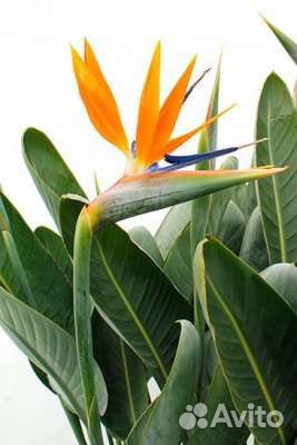 Стрелиция сорт Регина