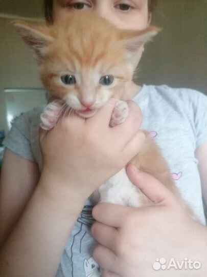 Кошки в добрые руки бесплатно