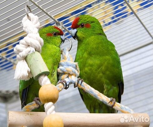 Попугай разных видов