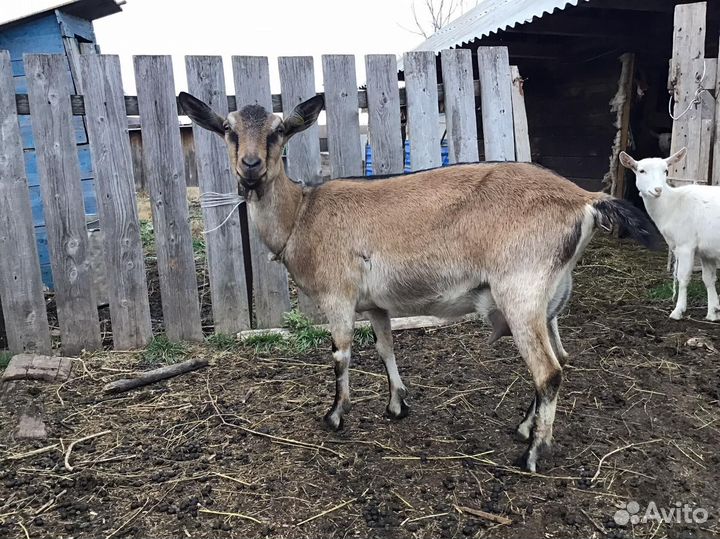 Дойные козы