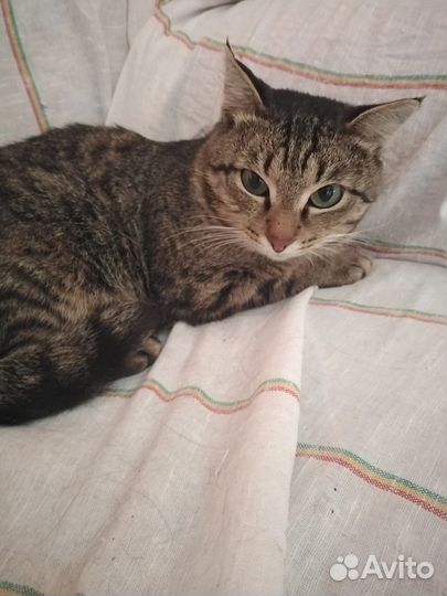 Котик славик в добрый дом