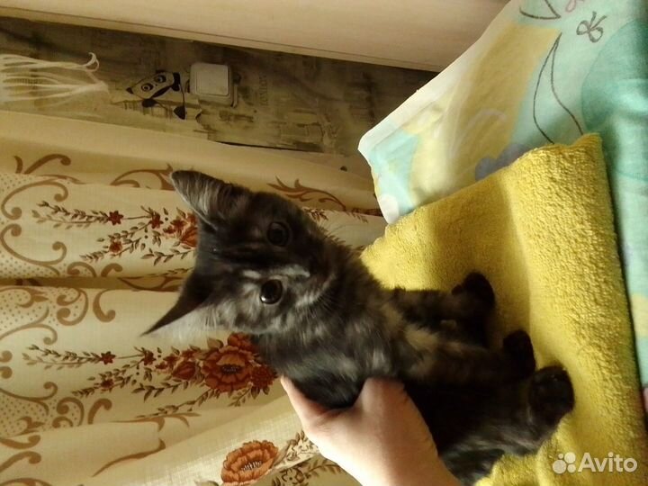 Отдам в добрые руки котика