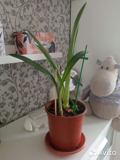 Комнатные цветы Гиппеаструм