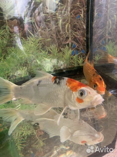 Рыба японский карп кои