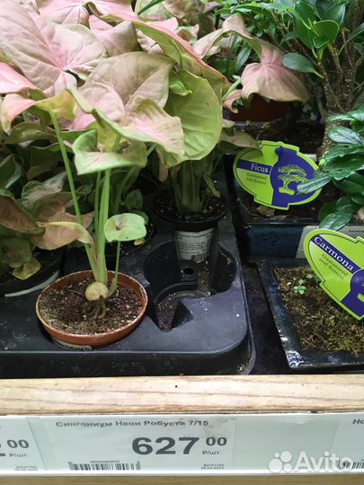 Сингониум сортовой Neon Robusta, Драцена