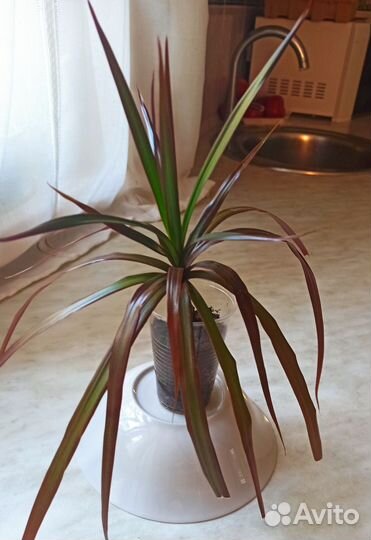 Драцена пальма