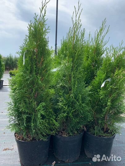 Туя смарагд